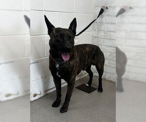 Holland Shepherd Dogs for adoption in San Bernardino, CA, USA