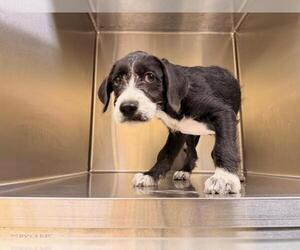Wirehaired lab Dogs for adoption in Orange, CA, USA