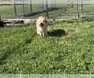 Mutt Dogs for adoption in Pueblo, CO, USA