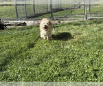 BOWIE - Male Mutt Dog for Adoption - Small photo