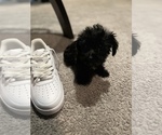 Small Photo #13 Maltipoo Puppy For Sale in BRIDGEPORT, CT, USA