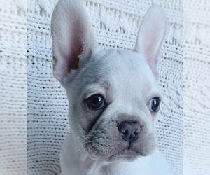 French Bulldog Puppy for sale in NEW YORK, NY, USA