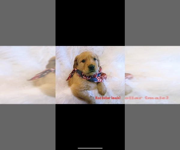 Medium Photo #7 Golden Retriever Puppy For Sale in LAURENS, SC, USA