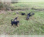 Small Catahoula Leopard Dog