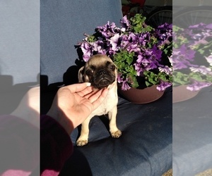 Pug Puppy for sale in INDIANAPOLIS, IN, USA