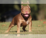 Puppy Coco American Bully