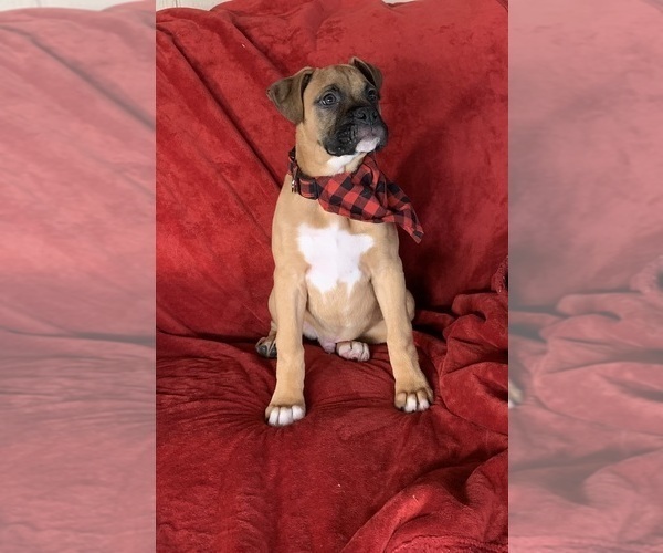 Medium Photo #2 Boxer Puppy For Sale in MILLERSBURG, OH, USA