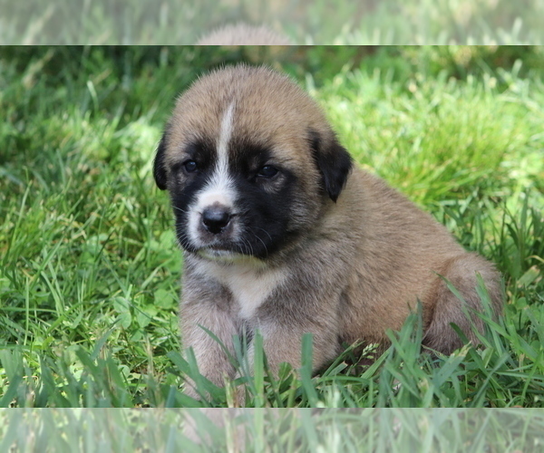 Medium Photo #5 Spanish Mastiff Puppy For Sale in DRYDEN, VA, USA