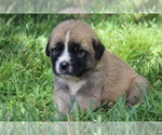 Small #4 Spanish Mastiff