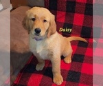 Puppy AKC Daisy Golden Retriever