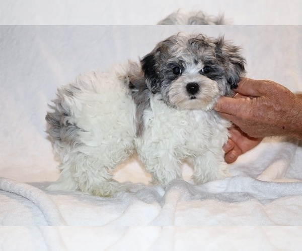 Medium Photo #1 ShihPoo Puppy For Sale in DYERSBURG, TN, USA