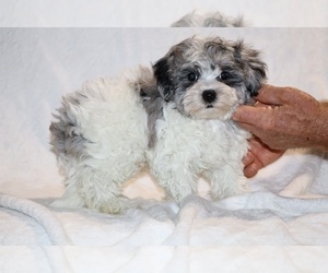ShihPoo Puppy for sale in DYERSBURG, TN, USA