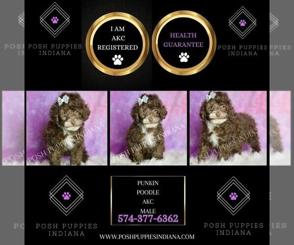 Medium Photo #49 Poodle (Miniature) Puppy For Sale in WARSAW, IN, USA