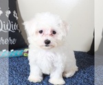 Small Photo #5 Maltese Puppy For Sale in MOUNT VERNON, OH, USA