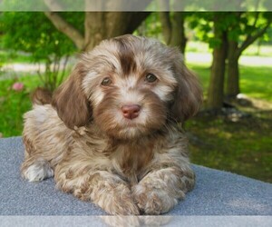 Havanese Puppy for sale in WILSON, NY, USA