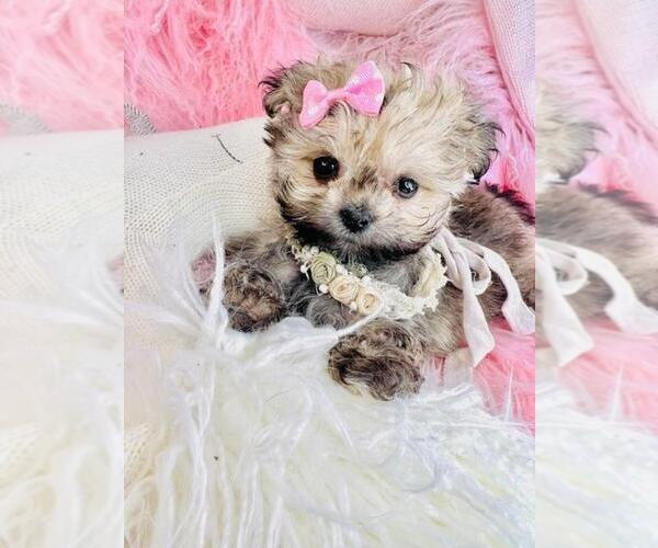 Medium Photo #3 Pomapoo (Toy) Puppy For Sale in PEMBROKE PINES, FL, USA
