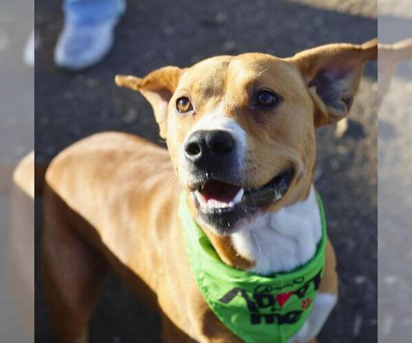Medium Photo #1 American Staffordshire Terrier-Unknown Mix Puppy For Sale in San Antonio, TX, USA