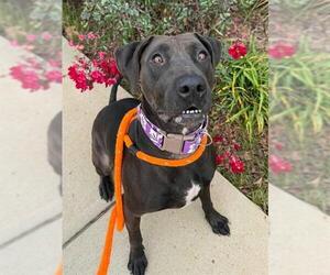 Labrador Retriever-Unknown Mix Dogs for adoption in Sacramento, CA, USA