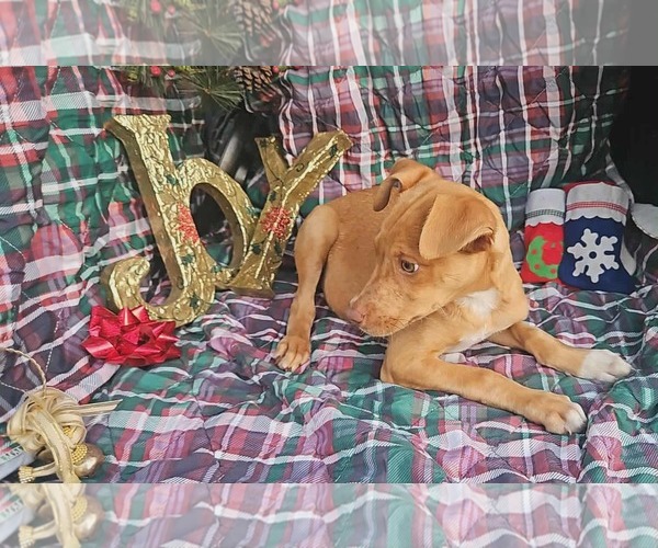 Medium Photo #5 Dachshund-Vizsla Mix Puppy For Sale in Wakefield, RI, USA