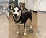 Small #4 Siberian Husky