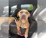 Small #24 American Pit Bull Terrier-Labrador Retriever Mix