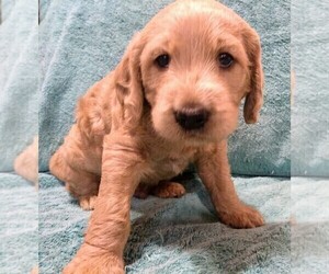 Labradoodle Puppy for sale in NASHVILLE, NC, USA