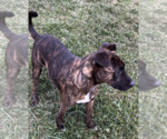 Small Photo #3 American Pit Bull Terrier-Unknown Mix Puppy For Sale in Sistersville, WV, USA