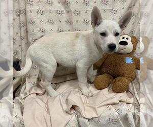 Siberian Husky-Unknown Mix Dogs for adoption in Modesto, CA, USA