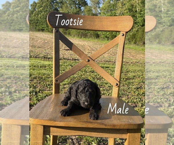 Medium Photo #3 Goldendoodle Puppy For Sale in MEDORA, IN, USA