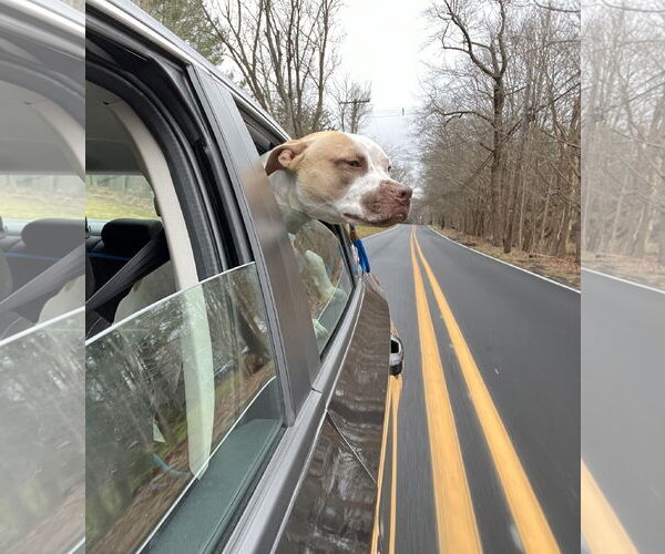 Medium Photo #15 American Staffordshire Terrier-Unknown Mix Puppy For Sale in Rockaway, NJ, USA