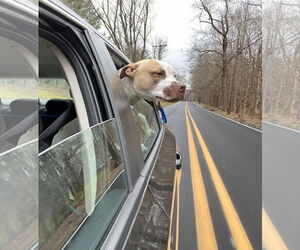 Sandy NJ - Female American Staffordshire Terrier-Unknown Mix Dog for Adoption - Photo #15