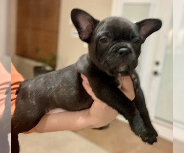 Medium Photo #6 French Bulldog Puppy For Sale in EL PASO, TX, USA