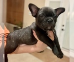 Small Photo #6 French Bulldog Puppy For Sale in EL PASO, TX, USA