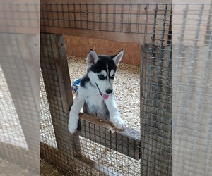 Siberian Husky Puppy for Sale in PEMBROKE, Kentucky USA