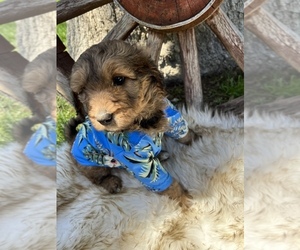 Double Doodle Puppy for sale in SPRINGVILLE, CA, USA