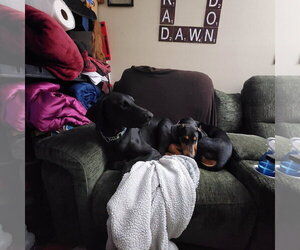 Doberman Pinscher Dogs for adoption in Buffalo, MN, USA