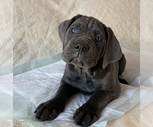 Cane Corso Puppy for sale in PORTER RANCH, CA, USA