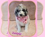 Puppy Juniper Poodle (Standard)