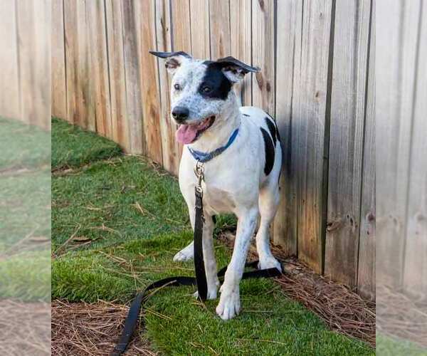 Medium Photo #2 Mutt Puppy For Sale in Kennesaw, GA, USA