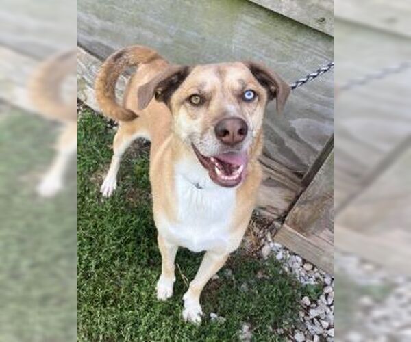 Medium Photo #2 Mountain Cur-Siberian Husky Mix Puppy For Sale in Sistersville, WV, USA