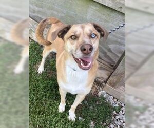 Bruno Mars - Male Mountain Cur-Siberian Husky Mix Dog for Adoption - Photo #2