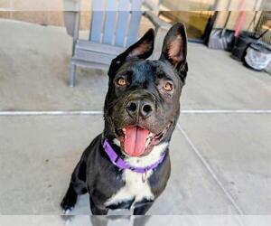 American Pit Bull Terrier-German Shepherd Dog Mix Dogs for adoption in Denver, CO, USA