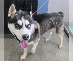 Siberian Husky Dogs for adoption in Camarillo, CA, USA