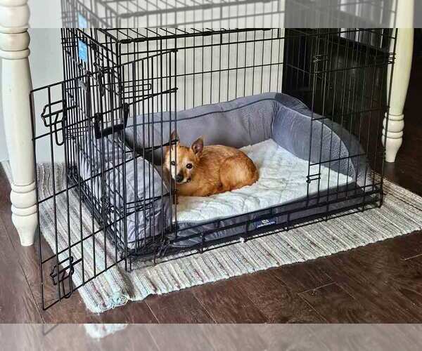 Medium Photo #4 Chihuahua Puppy For Sale in Kennesaw, GA, USA