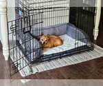 Small #3 Chihuahua