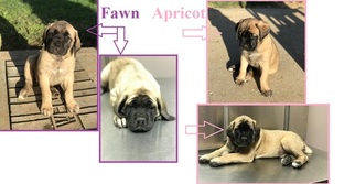 Mastiff Puppy for sale in SIBLEY, MO, USA
