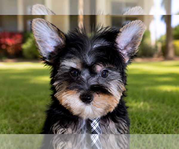 Medium Photo #2 Yorkshire Terrier Puppy For Sale in HOMESTEAD, FL, USA