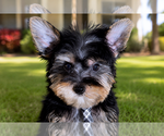 Small #1 Yorkshire Terrier