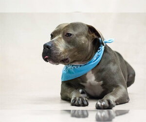 Mutt Dogs for adoption in Sanford, FL, USA