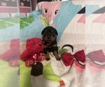 Puppy Pink collar Rottweiler